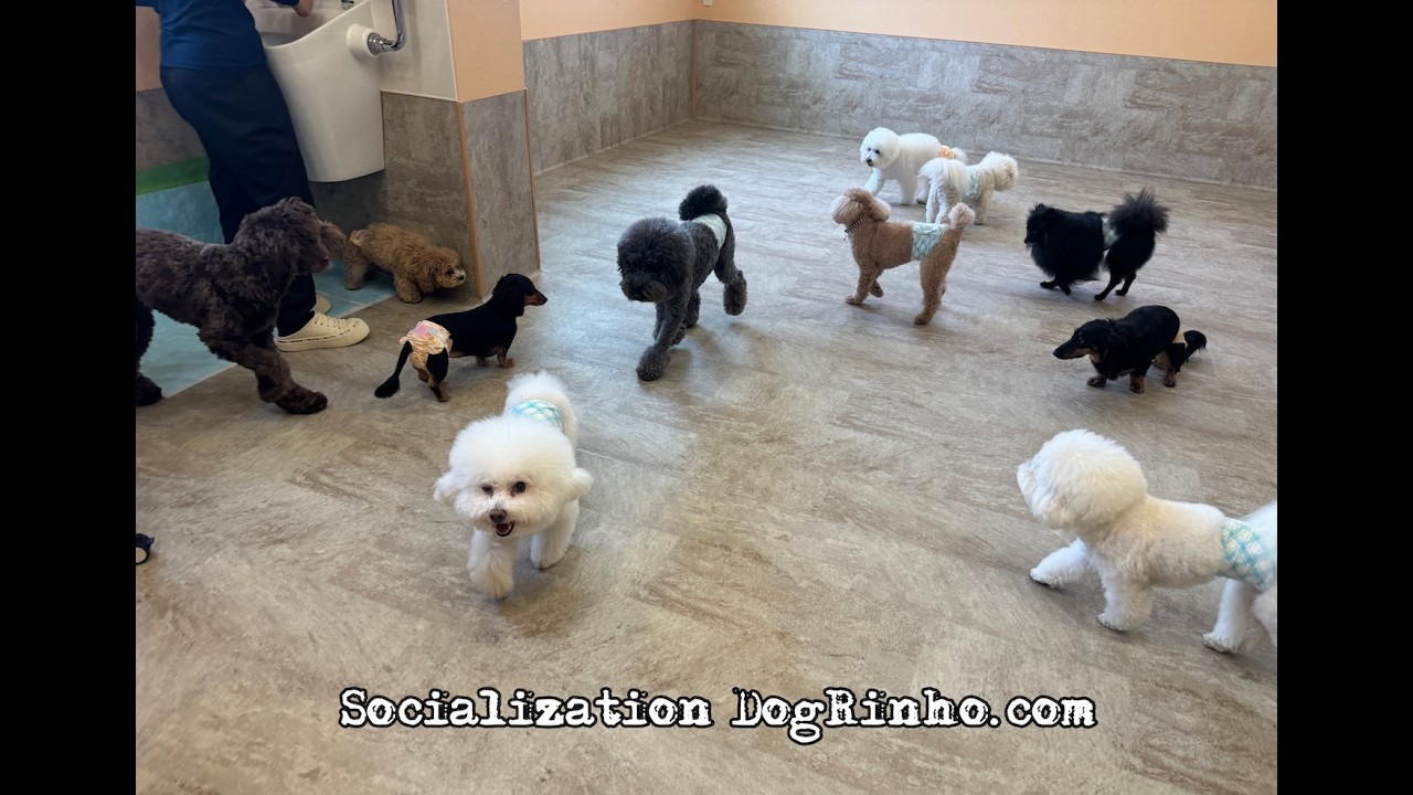 Dog daycare in Japan DogRinho 犬の保育園 20260609 - YouTube