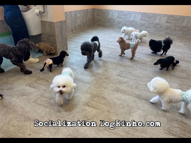 どおりいぬ Dog daycare in Japan DogRinho 犬の保育園 20260609 - YouTube