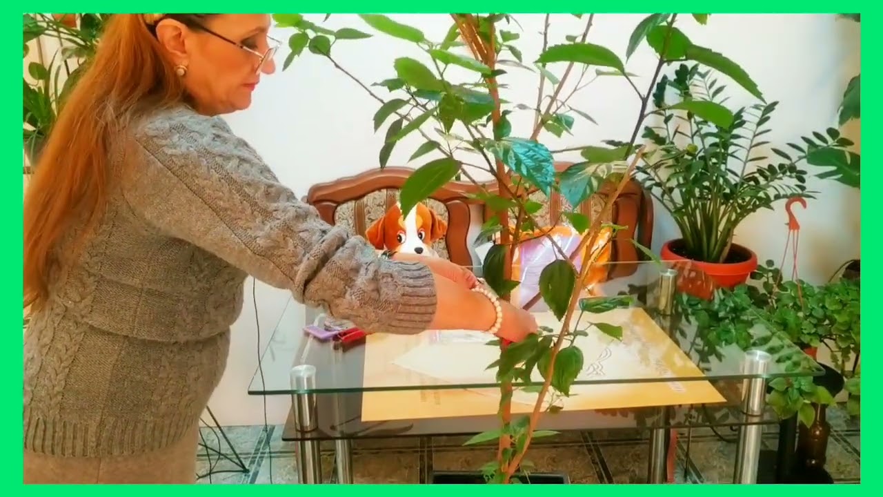 ОБРЕЗКА ГИБИСКУСА. ИДЕАЛЬНЫЕ СРОКИ. 