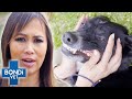 3 Puppies Got Rescued Moments Before It Was Too Late ❤️ | Bondi Vet Clips | Bondi Vet