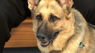 Ames Animal Shelter