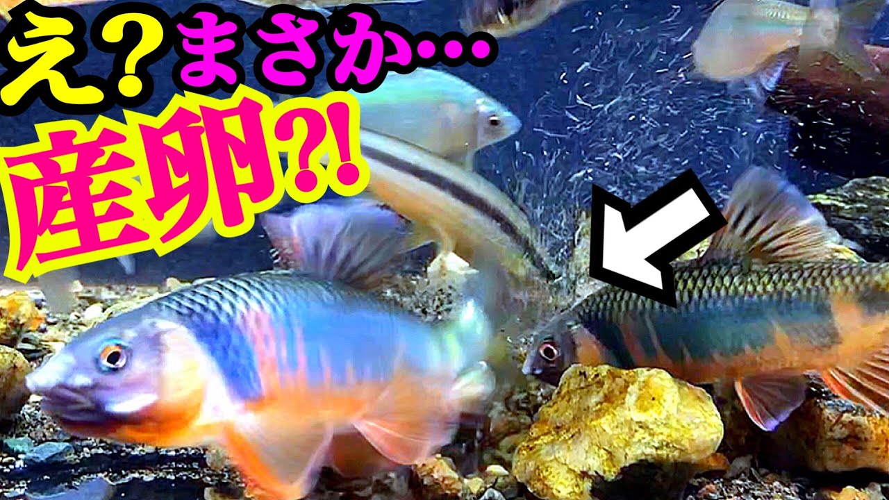 水槽内で産卵 神秘の映像の撮影に成功した 1cm日本淡水魚水槽 Youtube
