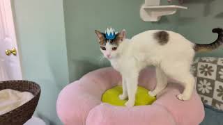 Nightcaps: King Rum, on the move Information