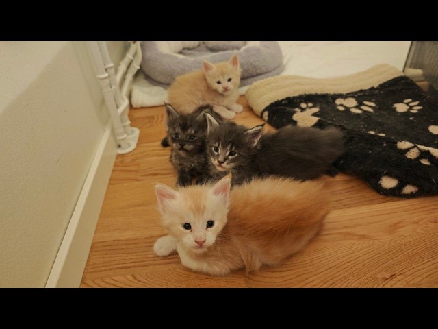 Livestream with the Kittens!
