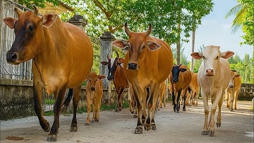 video sapi lembu jinak pulang kekandang suara sapi moo memanggil kawannya pulang, sapi ternak