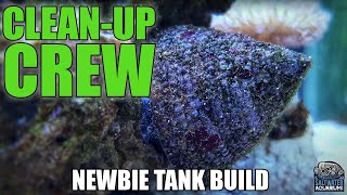 Choosing Your CLEANUP Crew, Cleaner Shrimp, Naussaurius Snails, Hermit Crabs  Newbie Tank Build