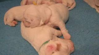 Painswick Puppies Video 2 by seascay 1,473 views 15 years ago 3 minutes, 25 seconds