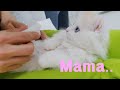 When My Kitten Thinks I'm His Mama // 아기 고양이의 하루