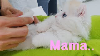 When My Kitten Thinks I'm His Mama // 아기 고양이의 하루