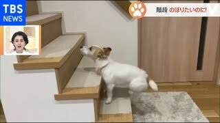【一押し映像】遊ぶの大好きワンちゃんのどうしてもできないコト【Nスタ】