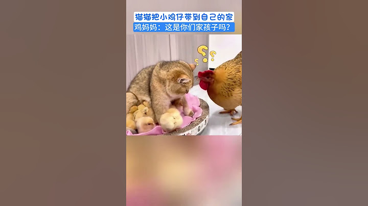 猫猫把小鸡仔带到自己家，鸡妈妈：这是你家孩子吗？ #pets #可愛 #cute #cat #animals #寵物 #萌寵 #寵物生活 #可愛動物 #chicken #funny