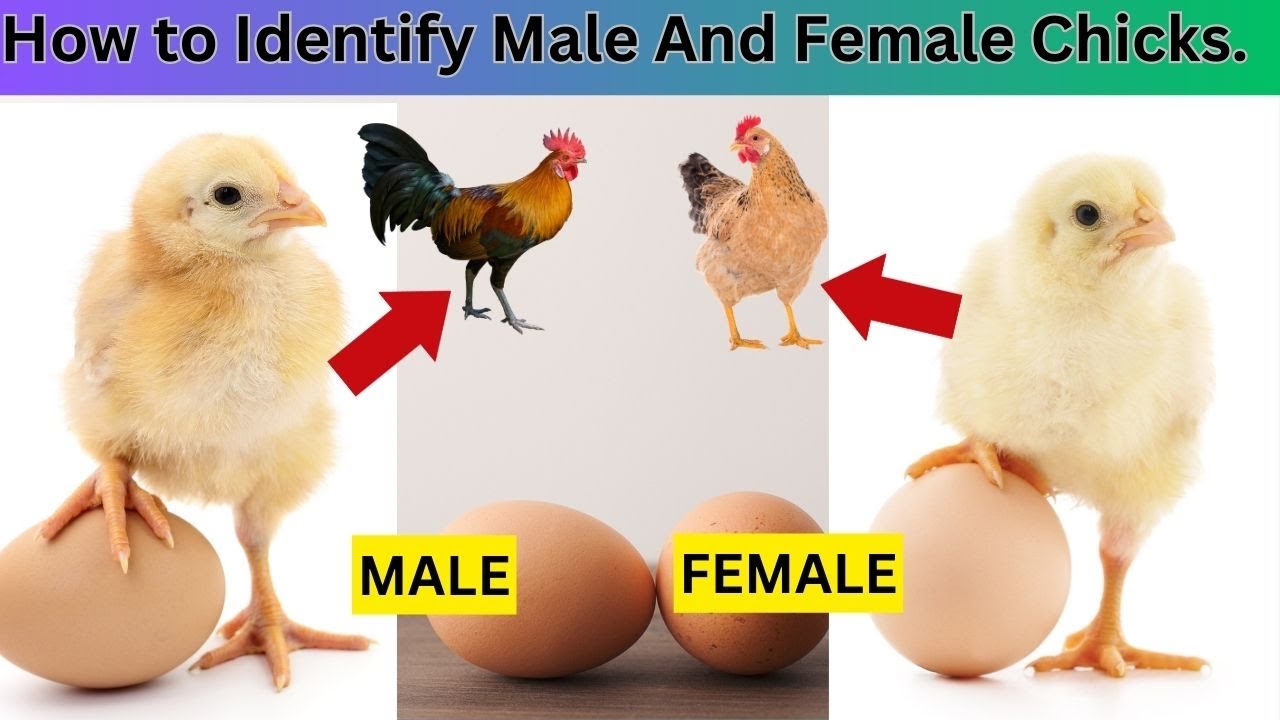 How to Identify Chicks Male or Female Male and Female difference