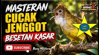 1 JAM SPECIAL CUCAK JENGGOT BESETAN KASAR