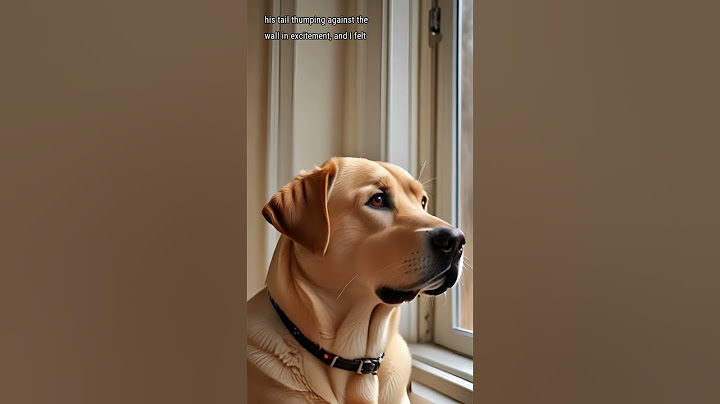 Heartwarming Reunion: My Dog's Loyal Wait by the Window! #shorts