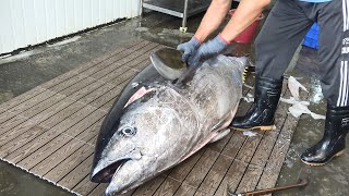 Fluecy and Perfect Cutting Skills of Bluefin Tuna