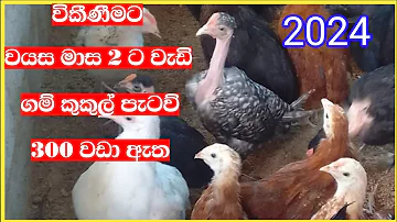 gam kukul patau price in sri lanka #77 / kukul patau wikinimata / gam kukul patau 2024 / new pet LK