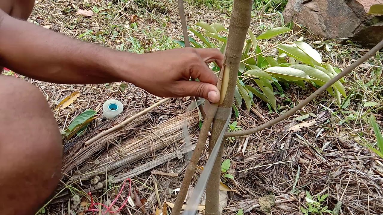 วิธี เสริมรากทุเรียนพวงมณี