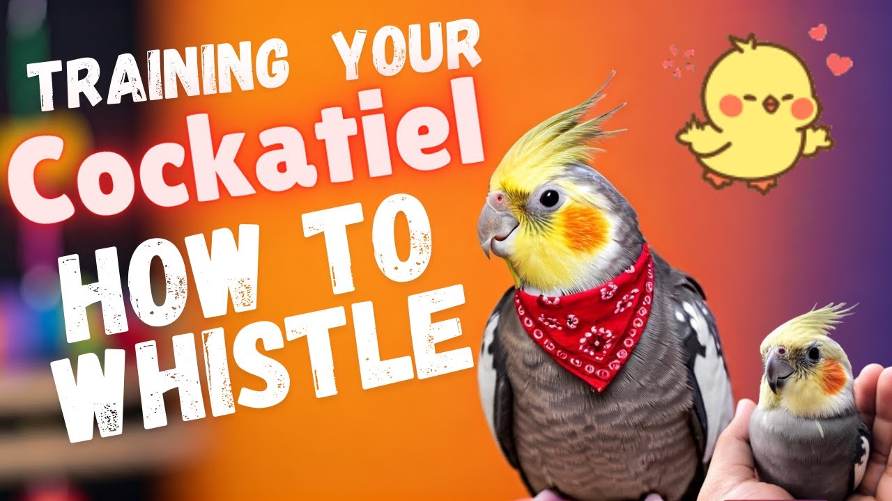 Live: Teach Your Cockatiel to Whistle 