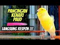 LANGSUNG RESPON !!! Masteran Kenari Paud || Cocok Untuk Pancingan Kenari Belajar Bunyi