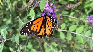 🦋 Butterfly ASMR | Peaceful Bird Sounds, Nature Sounds & Whispering