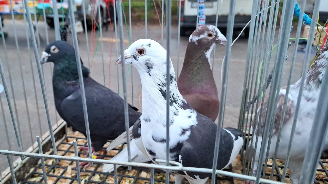 TARG BODZENTYN 14.12.2025. (gołębie, kury, koguty...) CZĘŚĆ 2 