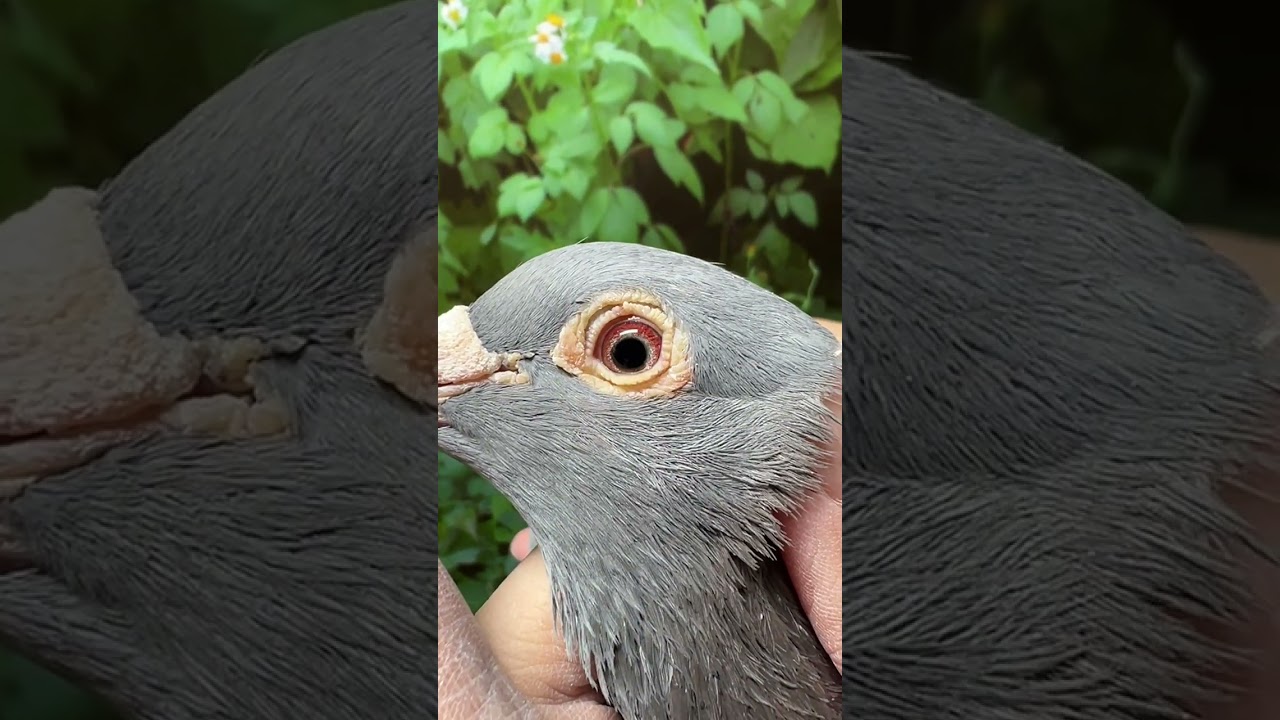 好鴿網nicepigeon 台灣賽鴿拍賣網站最佳首選!