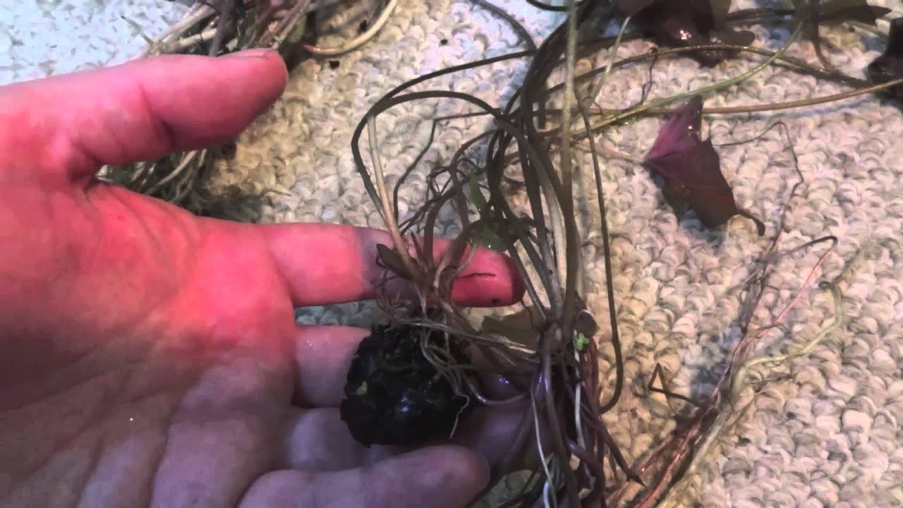 gallone I've got some plants available