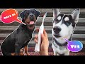 Rottweiler Vs Husky Toothbrush Day😷🧹😬 || Dog Can talk part 43 || Roxy , Cheeni || Review reloaded