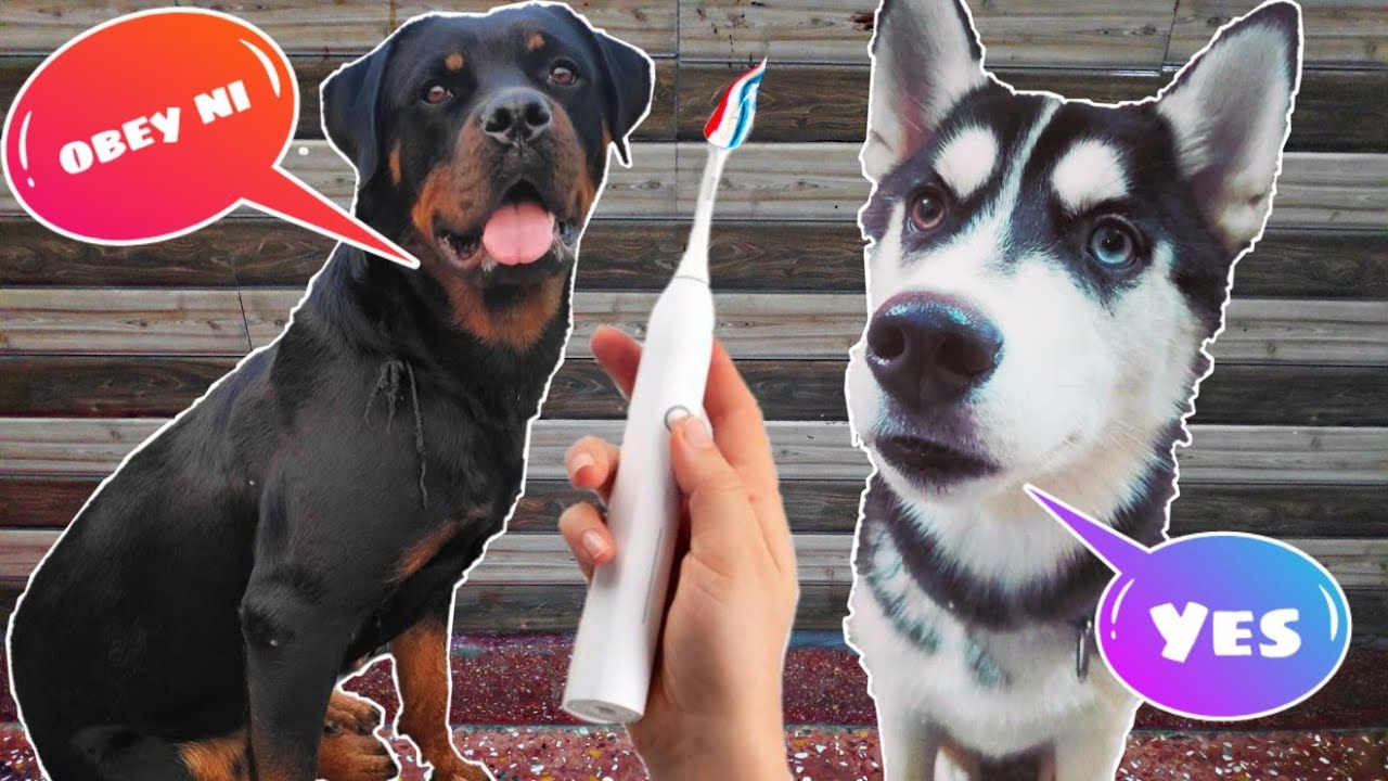 Rottweiler Vs Husky Toothbrush Day😷🧹😬 Dog Can talk part 43 Roxy