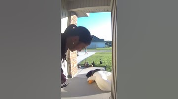 They are following me mom! #short  #shorts  #duck  #ducks