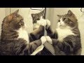 Cat in the mirror. Funny compilation.