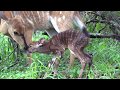 Baby Antelope's First Steps in the Wild