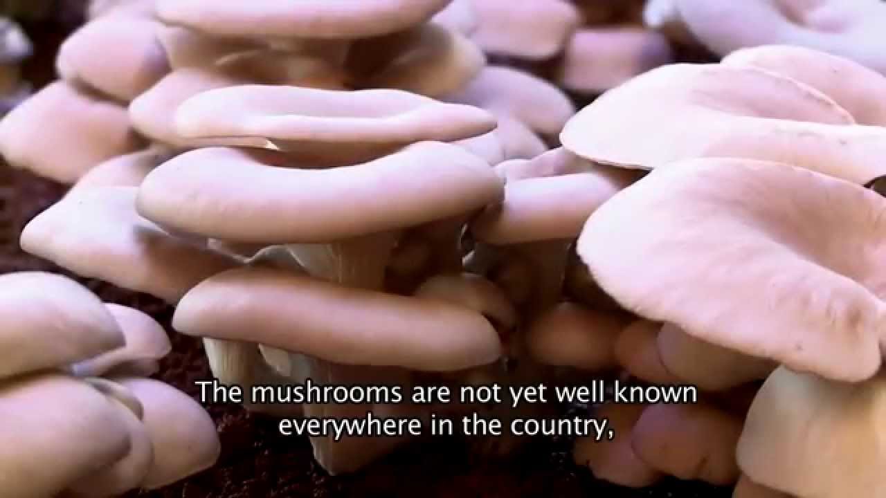 MUSHROOM REVOLUTION