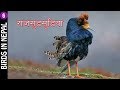 Birds in nepal episode 6  acm nepal 