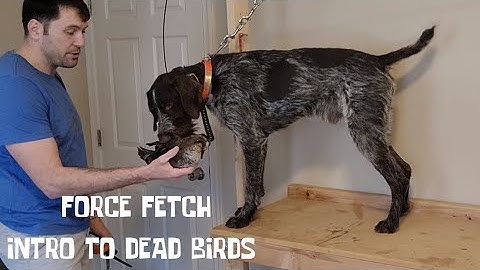 Deutsch Drahthaar  Force Fetch Intro to Dead Birds