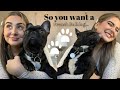 10 THINGS YOU NEED TO KNOW BEFORE GETTING A FRENCH BULLDOG//SO YOU WANT A FRENCHIE!?//SophieCharlson