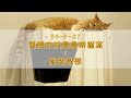 貓本屋 雙層木紋疊疊樂貓窩(L大號) product youtube thumbnail
