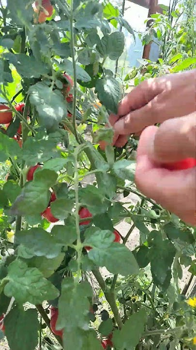 how-to-pick-cherry-tomatoes-youtube