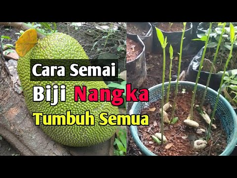 Video: Perbanyakan Biji Nangka: Tips Menanam Nangka Dari Biji