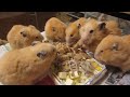 各部屋順番にメシあげ