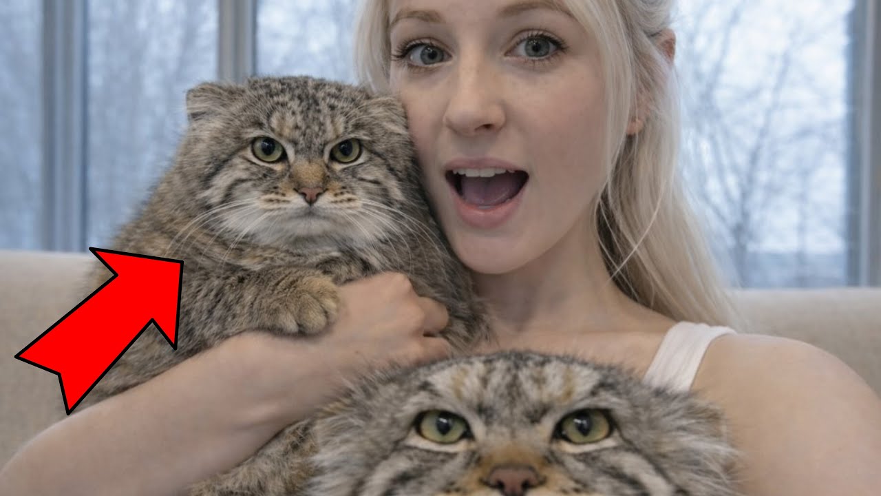 Living with a Manul Cat: My Manul cat hates other cats. A battle for mom's love!