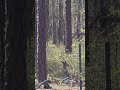 #Deer