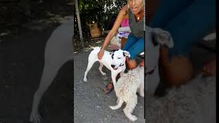 American Staffordshire Maschi In Regalo Video 2