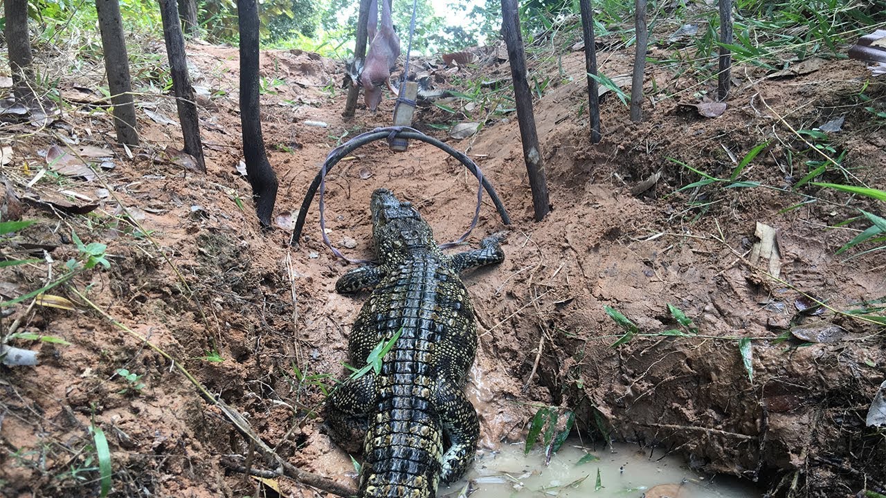 Best Creative Boy Catches Crocodile By Quick Trap And Chicken Use Us Bait