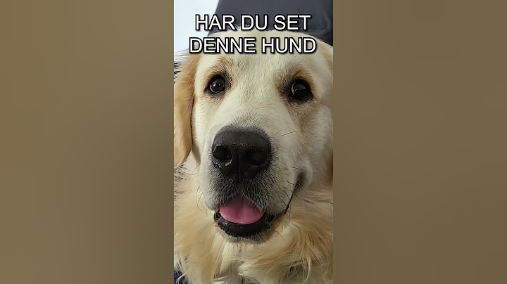 Har du set denne søde hund?