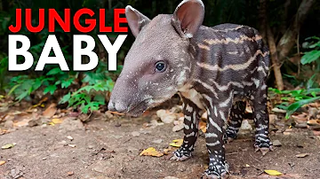 Costa Rica’s Wildest Creatures