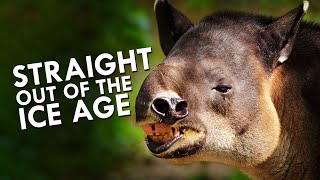 Tapirs Are Straight Out Of The Ice Age