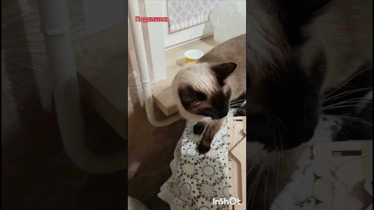 Коте котенок