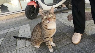 Male cat who has spots on his fur like a leopard began to meow when he saw me
