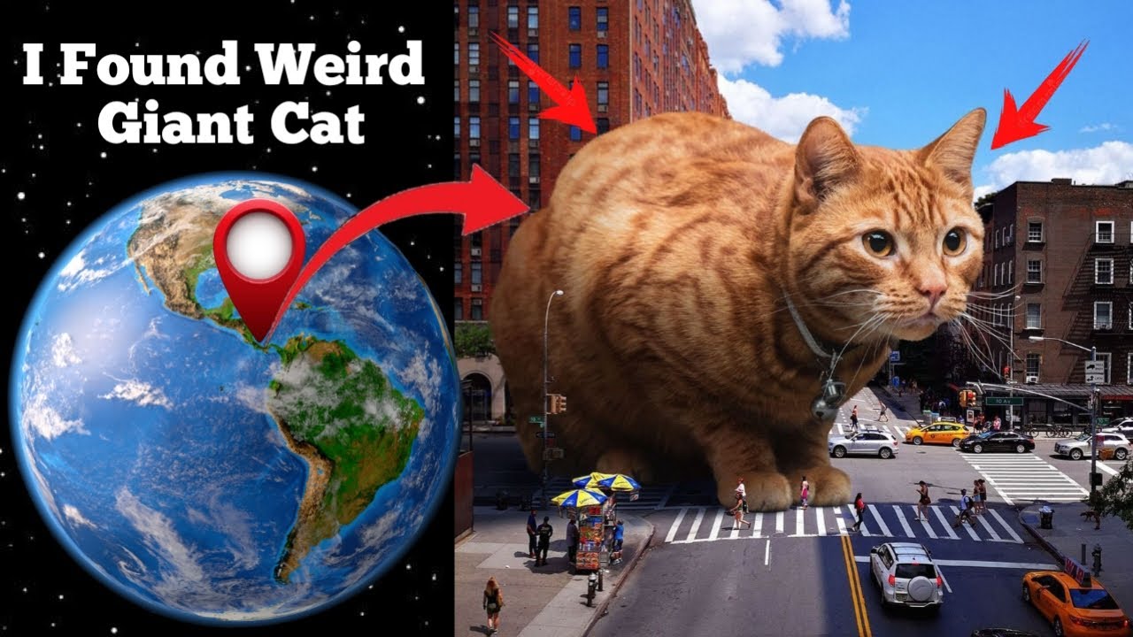 I found weird giant cat 🐱😱🤯 on google maps and google earth 🌎🔍 #maps # ...